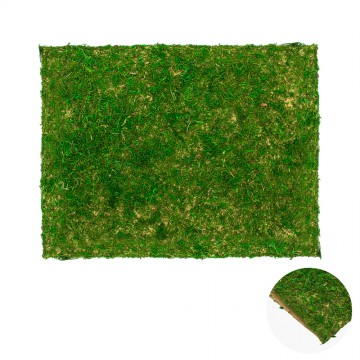 Paper Sheet with Green Moss...