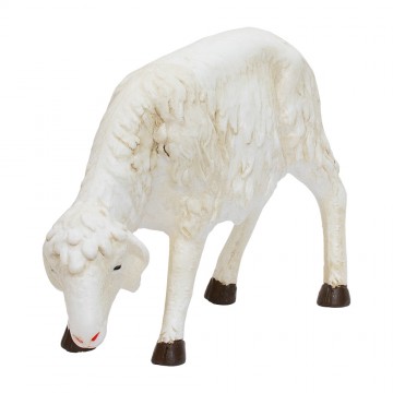 Sheep Looking Down...