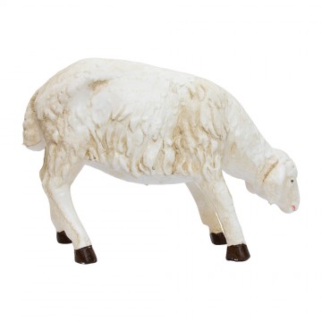 Sheep Looking Down...