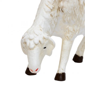 Sheep Looking Down...