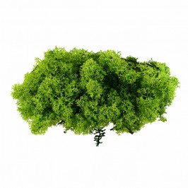 Lichen for Nativity Scenes...