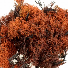 Brown Lichen Moss for...
