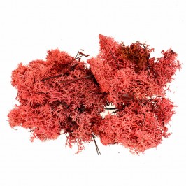 Muschio Lichene Rosso per Presepe 100 gr