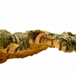 Natural Cork Bark
